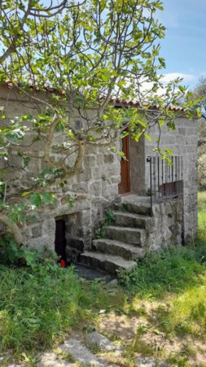 Bergerie en pierres et oliveraie